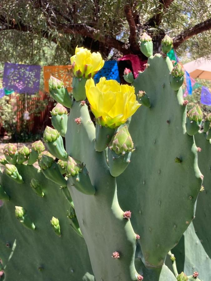 Casa Azul - Cute Centrally Located Adobe With Large Fenced Outdoor Living For Pets And Adults, Non-Smoking Tucson Esterno foto